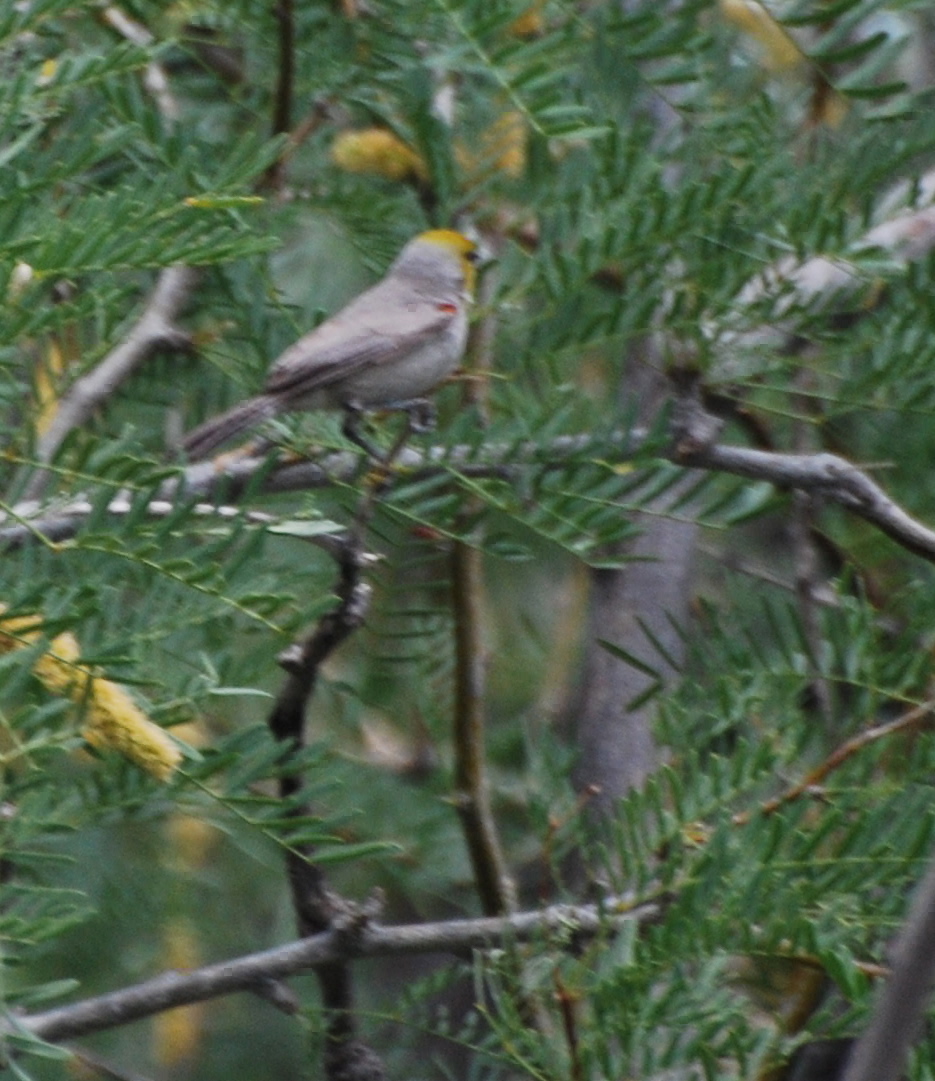 Verdin171325.tmp/CVPvisitorcenter.jpg