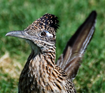 Greater Roadrunner171325.tmp/CoachellaValleyWildBirdCenter.jpg