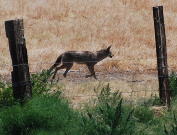 Coyote171325.tmp/CoachellaValleyWildBirdCenter.jpg