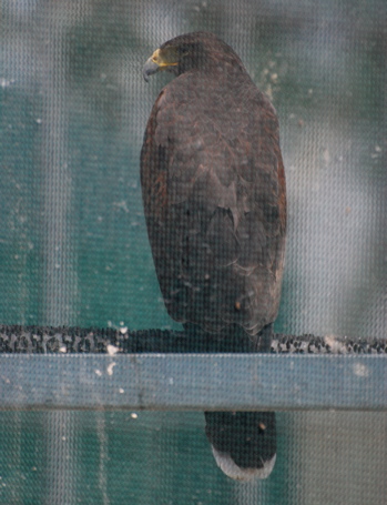 Ferruginous Hawk171325.tmp/CoachellaValleyWildBirdCenter.jpg