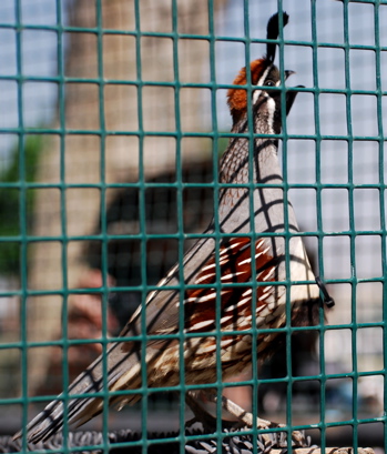 Gambel's Quail171325.tmp/CoachellaValleyWildBirdCenter.jpg