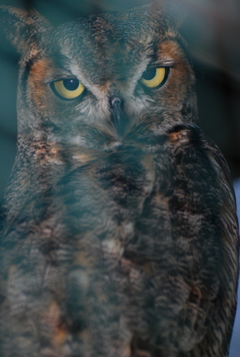 Great Horned Owl171325.tmp/CVWBgreatHornedOwl2.jpg
