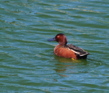 Male Cinnamon Teal171325.tmp/CoachellaValleyWildBirdCenter.jpg