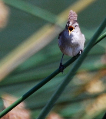 Marsh Wren171325.tmp/CVWBmarshWren.jpg