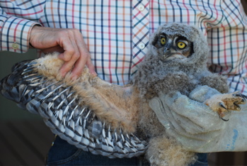 Great Horned Owl Nestling171325.tmp/CVWBowlwing.jpg