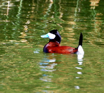 Ruddy Duck171325.tmp/CoachellaValleyWildBirdCenter.jpg