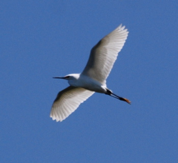 Snowy Egret in flight171325.tmp/CoachellaValleyWildBirdCenter.jpg