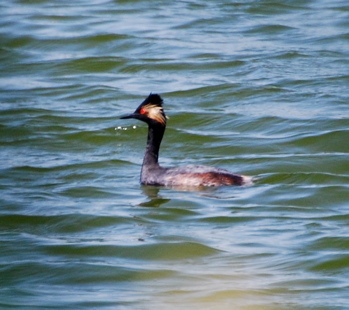 Summer Eared Grebe171325.tmp/CoachellaValleyWildBirdCenter.jpg