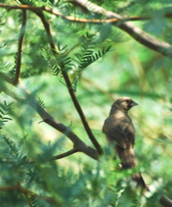 Cabert's towhee 171325.tmp/Cbonedisply.JPG