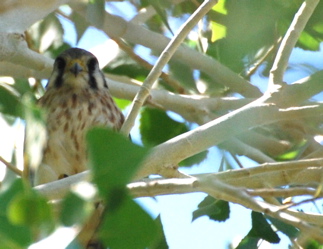 American Kestrel 171325.tmp/Cwesternkingbird.JPG