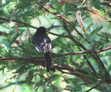 Black Phoebe 171325.tmp/Cbonedisply.JPG