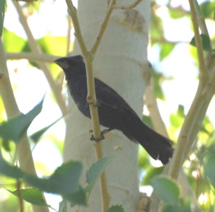 Blue Grosbeak 171325.tmp/Cbonedisply.JPG