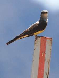 Cassin's kingbird 171325.tmp/Cbonedisply.JPG