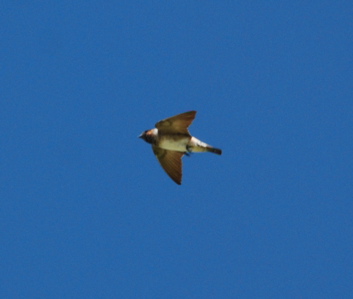 Cliff swallow 171325.tmp/Cbonedisply.JPG