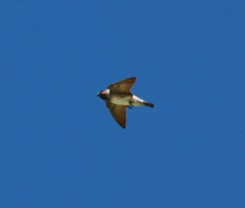 Cliff swallow 171325.tmp/Cbonedisply.JPG