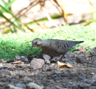 Common ground dove 171325.tmp/Cbonedisply.JPG