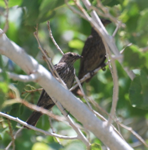 Female Cassin's finch 171325.tmp/Cbonedisply.JPG