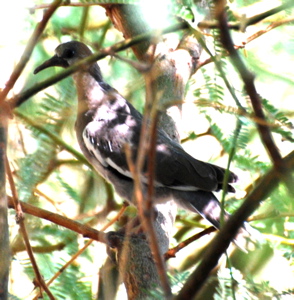 Juvenile white winged dove 171325.tmp/Cjuvenilewhitewingeddove.JPG