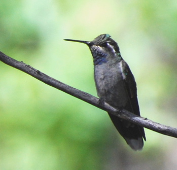 Blue throated Hummingbird picturegallery171325.tmp/chiricahua .jpg