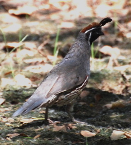 Male Gambel's Quail 171325.tmp/Cmalegambelsquail.JPG