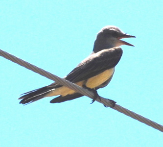 Tropical Kingbird 171325.tmp/Ctropticalkingbird.JPG