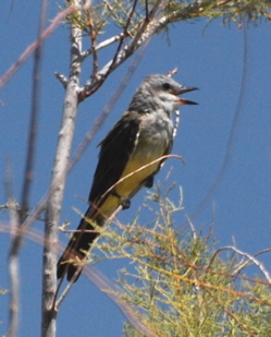 western kingbird 171325.tmp/Cwesternkingbird.JPG