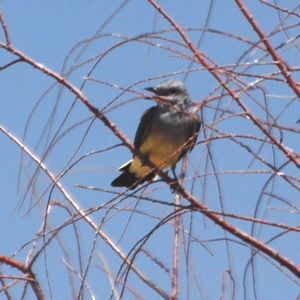 Western Kingbird 171325.tmp/Cbonedisply.JPG