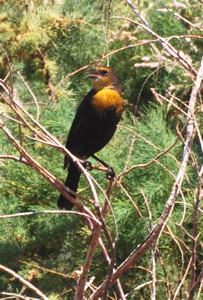 Yellow-headed blackbird 171325.tmp/Cbonedisply.JPG
