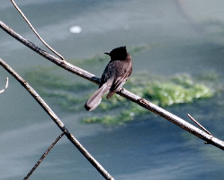 Black Phoebe riverbed Yorba Park picturegallery171325.tmp/DSC_0160.jpg