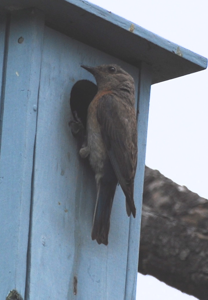 Western Bluebird nesting box171325.tmp/DSC_0259.JPG