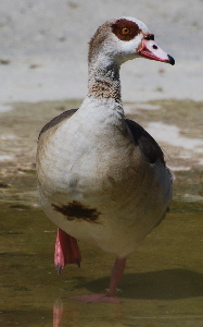 Egyptian Goose 171325.tmp/Egyptian Goose .jpg