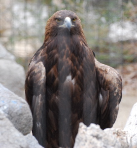 Golden Eagle 171325.tmp/Golden Eagle.jpg