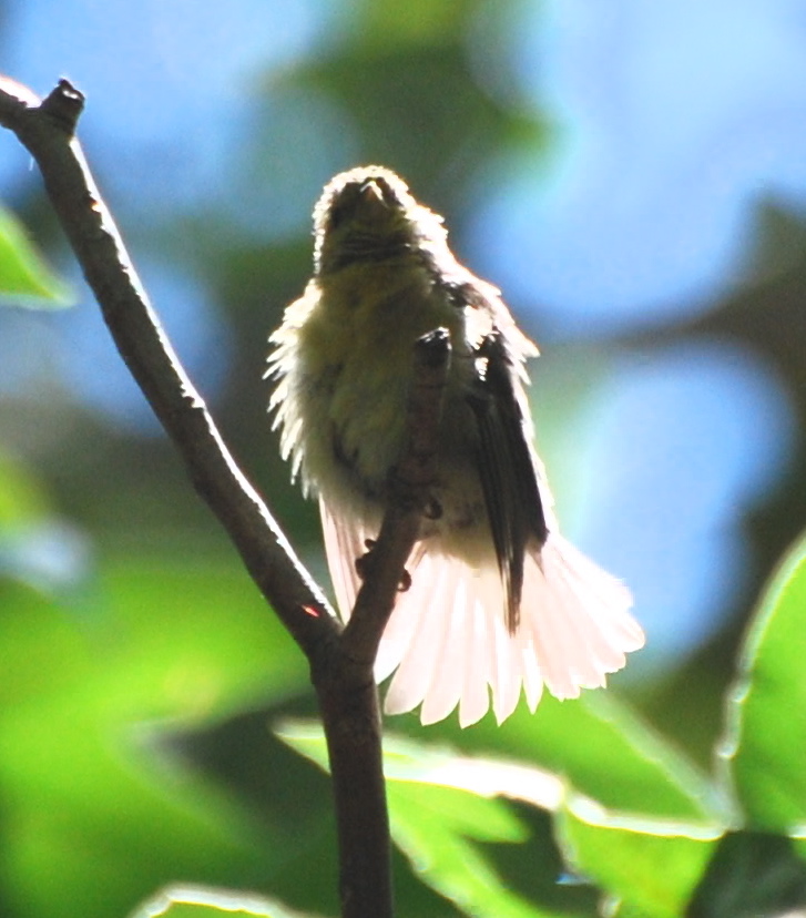 American Goldfinch171325.tmp/MIASIGN.JPG