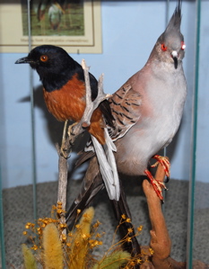 Bird exhibits171325.tmp/IWM2birdexhibit.JPG