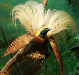 Rothschild's Bird of Paradise 171325.tmp/IWMbird2.JPG