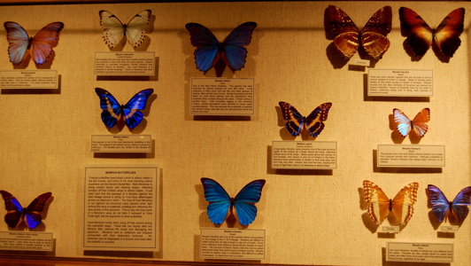 International wildlife museum exhibits171325.tmp/IWMbirdexhibit13.JPG