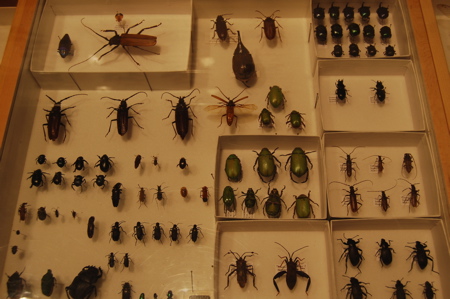 International wildlife museum exhibits171325.tmp/IWMbirdexhibit13.JPG