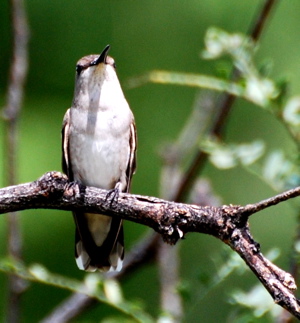 Female Black Chinned Hummingbird 171325.tmp/PSCPyoungmalevermilionflycatcher.JPG
