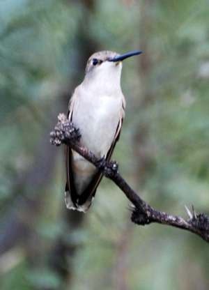 Female Ruby-throated Hummingbird 171325.tmp/PSCPfemalerubythroatedhummingbird.JPG