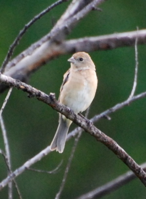 Female Varied Bunting 171325.tmp/PSCPyoungmalevermilionflycatcher.JPG