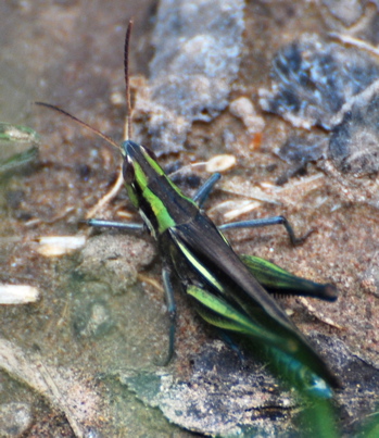 beautiful grasshopper171325.tmp/PSCgrasshopper3.JPG