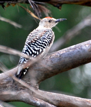 Male Gila Woodpecker171325.tmp/PSCPyoungmalevermilionflycatcher.JPG