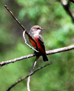 Young Male Vermilion Flycatcher 171325.tmp/PSCPyoungmalevermilionflycatcher.JPG