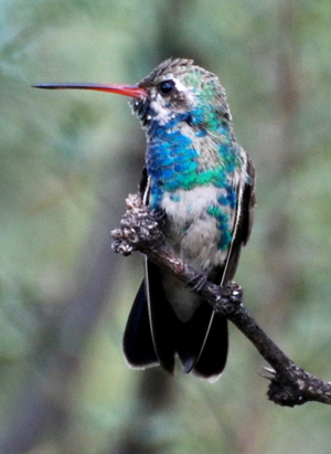 Young Male White-eared Hummingbird171325.tmp/PSCPyoungmalewhiteearedhimmer.JPG