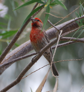 Red House Finch 171325.tmp/smbirdd.jpg