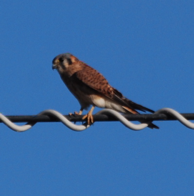 American Kestrel picturegallery171325.tmp/SBSSbunny.jpg