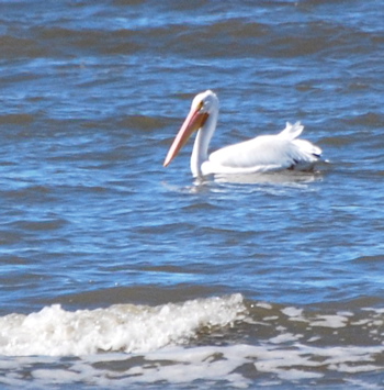 American White Pelican picturegallery171325.tmp/SBSSbunny.jpg