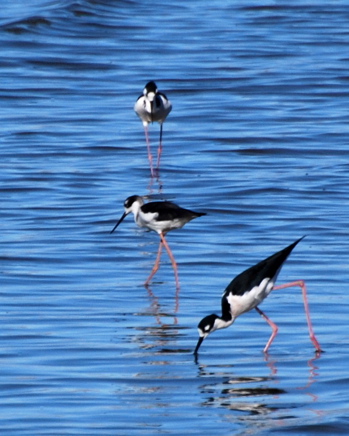 Black-necked Stilts picturegallery171325.tmp/SBSSblack-neckedstilts.jpg