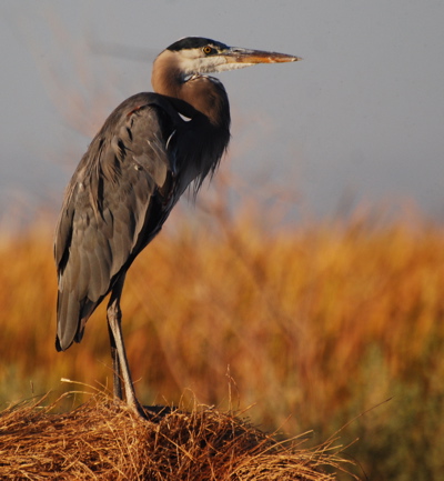 Great Blue Heron picturegallery171325.tmp/SBSSbunny.jpg