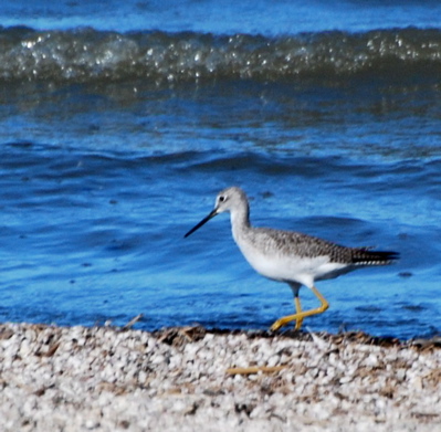 Fall Juvenile Greater Yellowlegs picturegallery171325.tmp/SBSSbunny.jpg